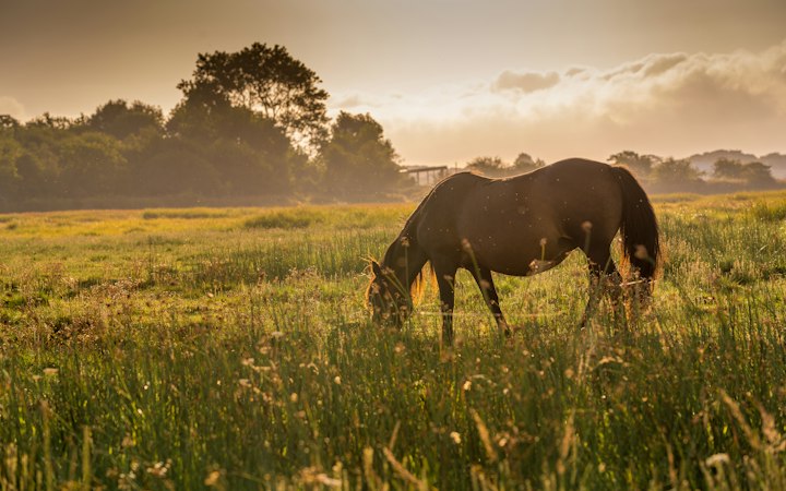 Un cheval broute dans un pré, à la lumière du soir