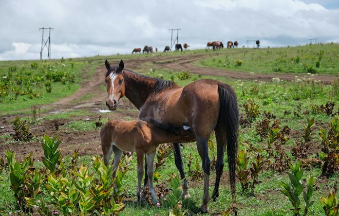 Une jument et son poulain au pré
